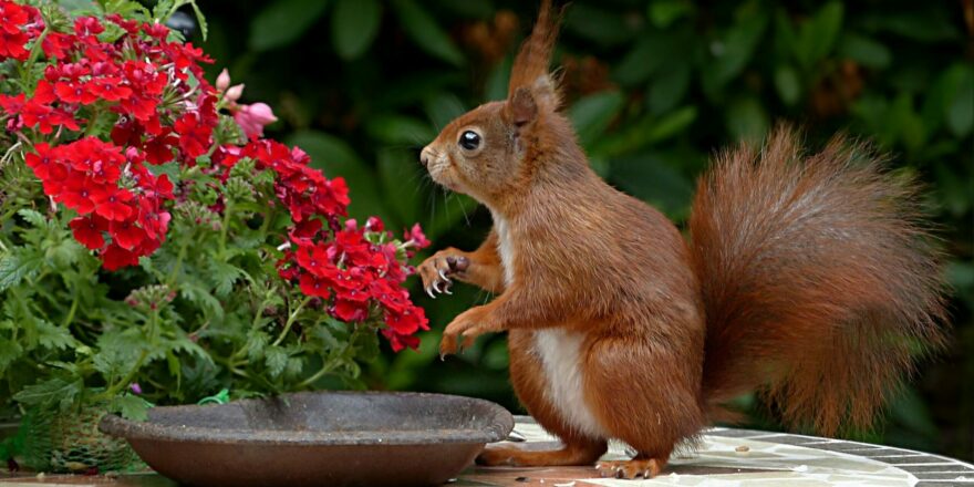 Le jardin miniature? Une activité amusante et originale à faire avec une personne âgée